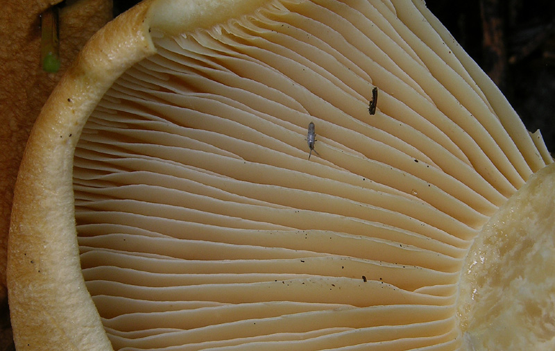 Cortinarius pseudocrassus da confermare.